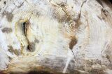 Petrified Wood (Hickory) Slab - Deschutes River, Oregon #68061-1